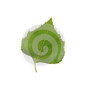 Green birch leaf