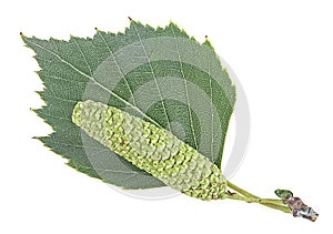Green birch leaf and catkin isolated on white background. European white birch