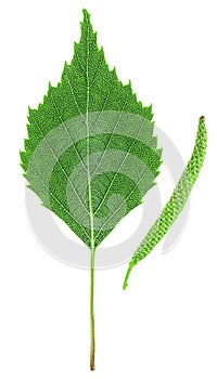 Green birch leaf and catkin isolated on white background, top view