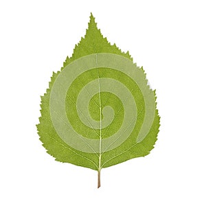 Green birch leaf isolated on white background