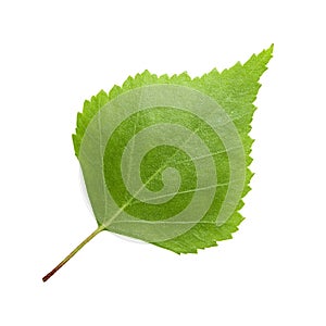 Green birch leaf isolated on white background