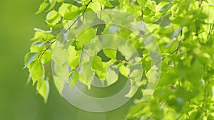 Green birch leaf waving in the wind on a blurry background during the day in sunny weather. Static view.