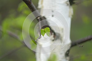 Green birch leaves