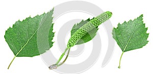 Green birch leaves and catkins isolated on white background, collection. Medicine, cosmetology and food processing