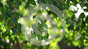 Green birch leaves flutter on branches in the wind