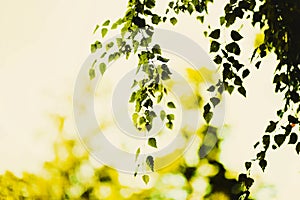 Green birch leaves growing on thin branches against the sky, illuminated by sunlight on a summer day. Nature