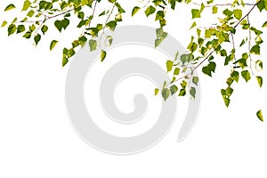 Green birch leaves isolated on white background