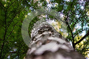 Green birch tree at the forest. Macro photography