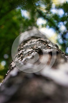 Green birch tree at the forest. Macro photography