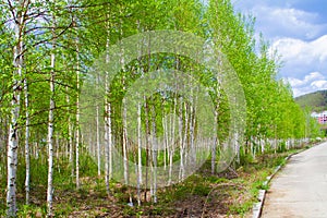 Green birch tree forest by the road in spring