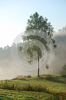 Green birch tree in the morning fog