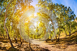 Green birch trees in summer forest.
