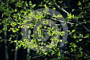 Green birch twigs against a dark background