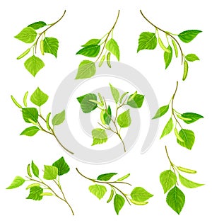 Green birch twigs with catkins set. Spring season decor element vector illustration