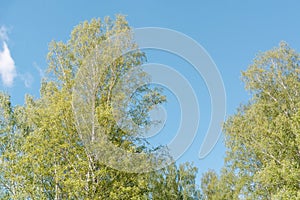 Green birches. Birch wood. Birch thicket in the summer.