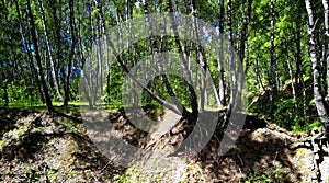 Green birches stands on the ravine photo