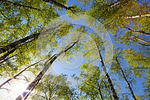 Green birchwood in a sunny day