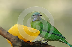 Green bird