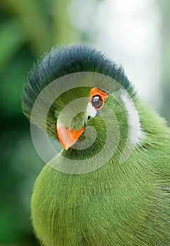 Green bird photo