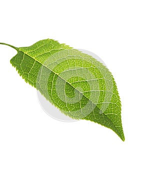 Green Bird Cherry Prunus Padus leaf isolated on white background