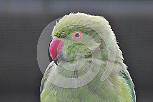 Green Bird eyes wildlife inteligencia photo