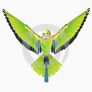 Green bird  flying budgerigar,green pet parakeet  or budgie or shell parakeet home pet natural  on a white background vintage