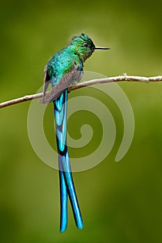 Green bird with long blue tail. Beautiful blue glossy hummingbird with long tail. Long-tailed Sylph, hummingbird with long blue ta