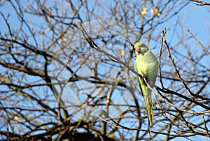 Green bird a parakeet on a tree brunch