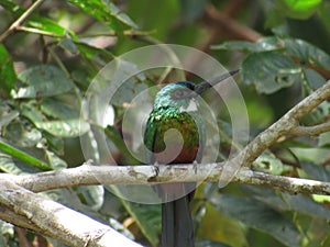 Green Bird PÃÂ¡ssaro verde Brazil - Jason Ramalho Nascimento photo