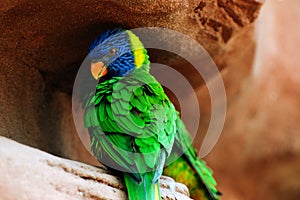 Green bird rainbow lori with blue head sitting on a red rock