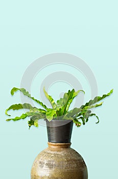 Green Bird`s nest fern