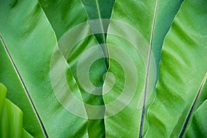 Green Bird`s nest fern texture and background