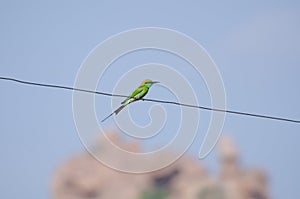 Green bird sitting on the wire, India