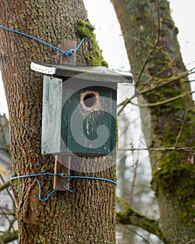 Green Birdhouse on a Tree