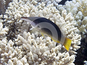 Green birdmouth wrasse