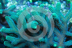 Green birdsnest coral