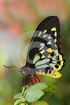 Green Birdwing Butterfly