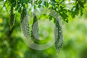 Green bitter melon, Bitter gourd or Bitter squash hanging from a tree on a vegetable farm. Fresh Bitter melon hanging on the