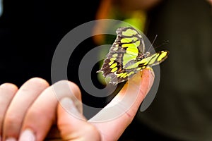 Green and black butterfly