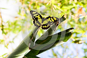 Green and black butterfly