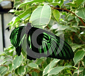 Green and black butterfly