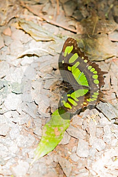 Green and black butterfly