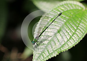 Green and black damselfly perched on a leaf.