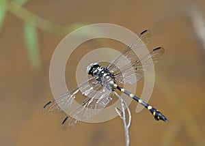 Green black dragonfly