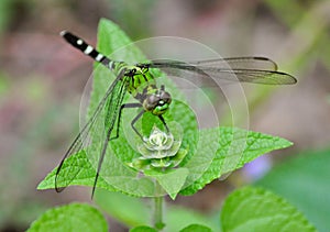 Green and Black Dragonfly