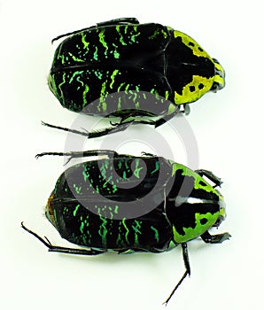 Green black flower beetles isolated on white. Euchroea coelestis macro close up. Collection beetles, cetoniidae