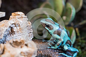 The green and black frog (Dendrobates auratus), or green and black poison arrow frog