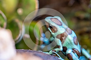 The green and black frog (Dendrobates auratus), or green and black poison arrow frog