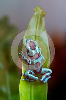 The green and black frog (Dendrobates auratus), or green and black poison arrow frog