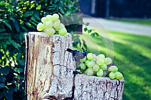 Green and black grapes on piece of tree trunk